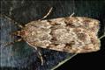 1334 (63.064) Scoparia ambigualis